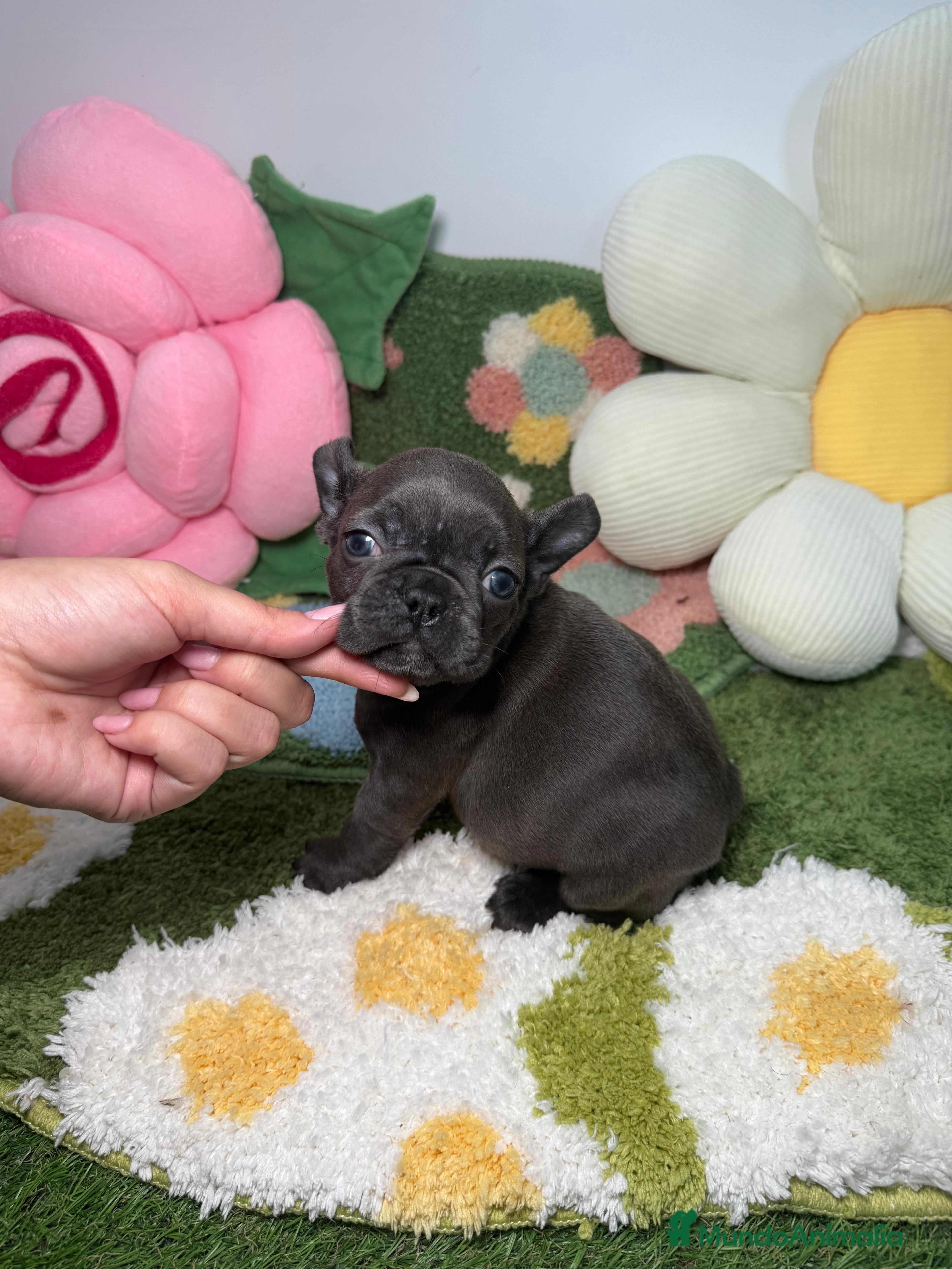 Bulldog Francés perros Bulldog Francés Blue Hembra - Anuncio 13