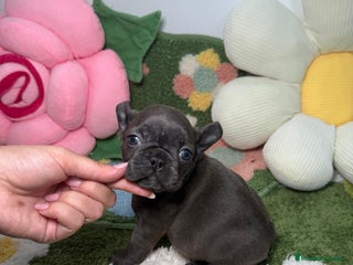 Bulldog Francés perros Bulldog Francés Hembra - Anuncio 1
