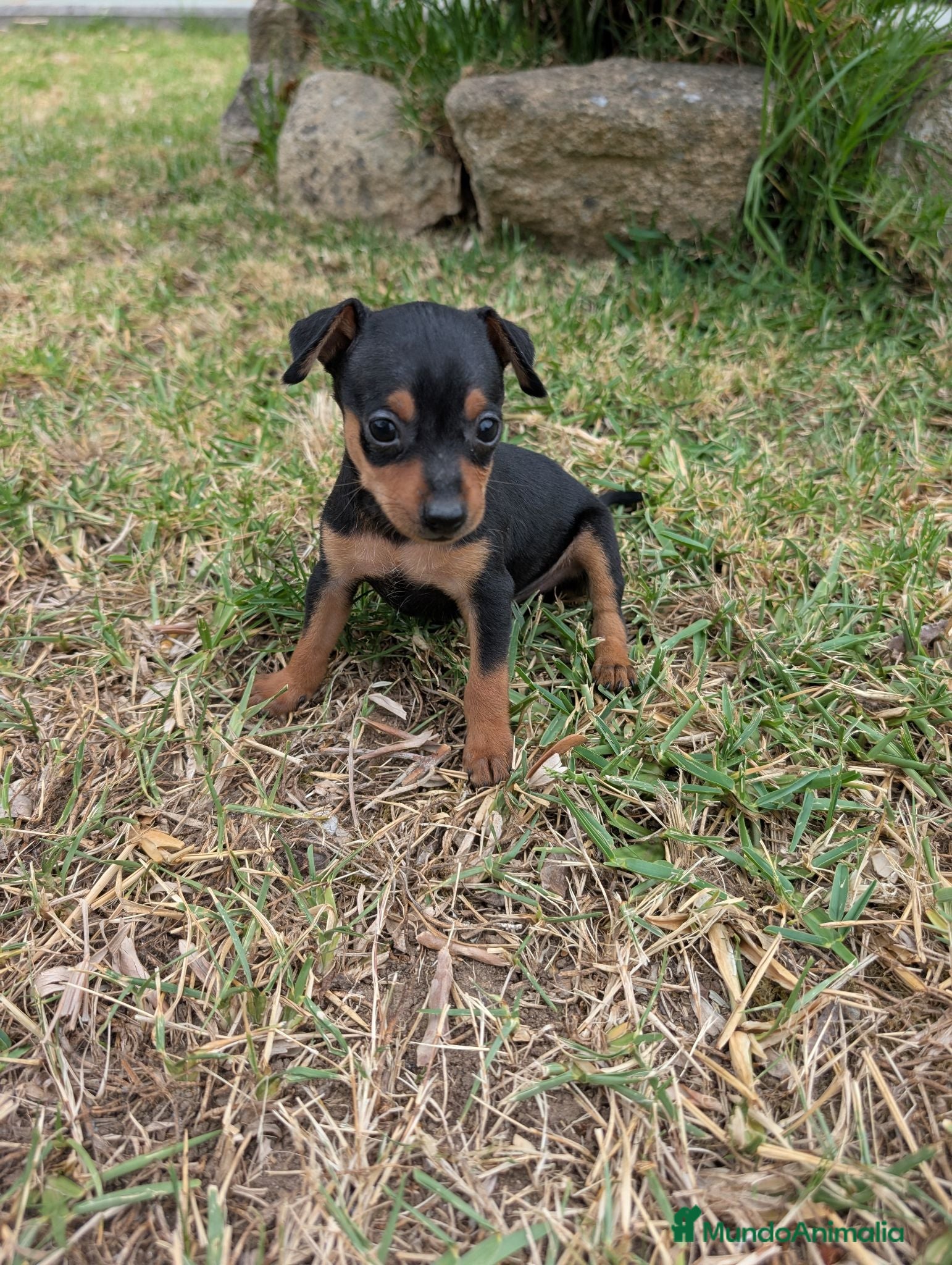 Pinscher Miniatura perros MiniPinscher muy cariñosos 🖤 - Anuncio 6