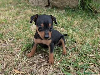 Pinscher Miniatura perros MiniPinscher muy cariñosos 🖤 - Anuncio 6