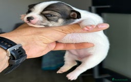 Chihuahua perros en venta: Chihuahuas mis nuevos pequeños - Imagen 22