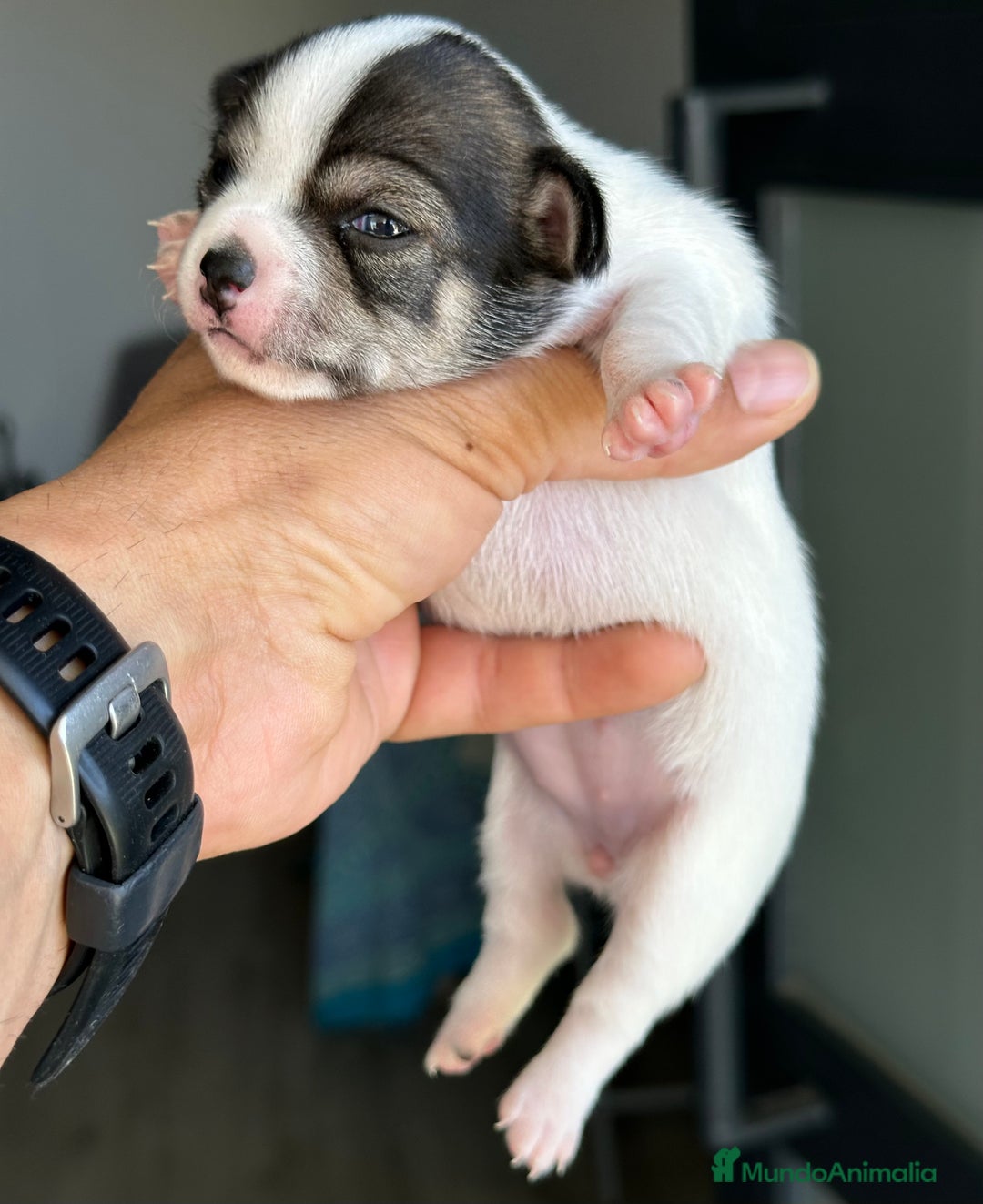 Chihuahua perros en venta: Chihuahuas mis nuevos pequeños - Imagen 22
