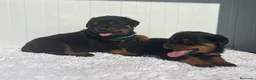 Rottweiler perros en venta:  Rottweiler  en Sevilla - Anuncio 14