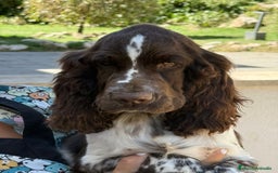 English Springer Spaniel perros en venta: Cachorros Springer Spaniel Inglés bco/hígado. - Imagen 5