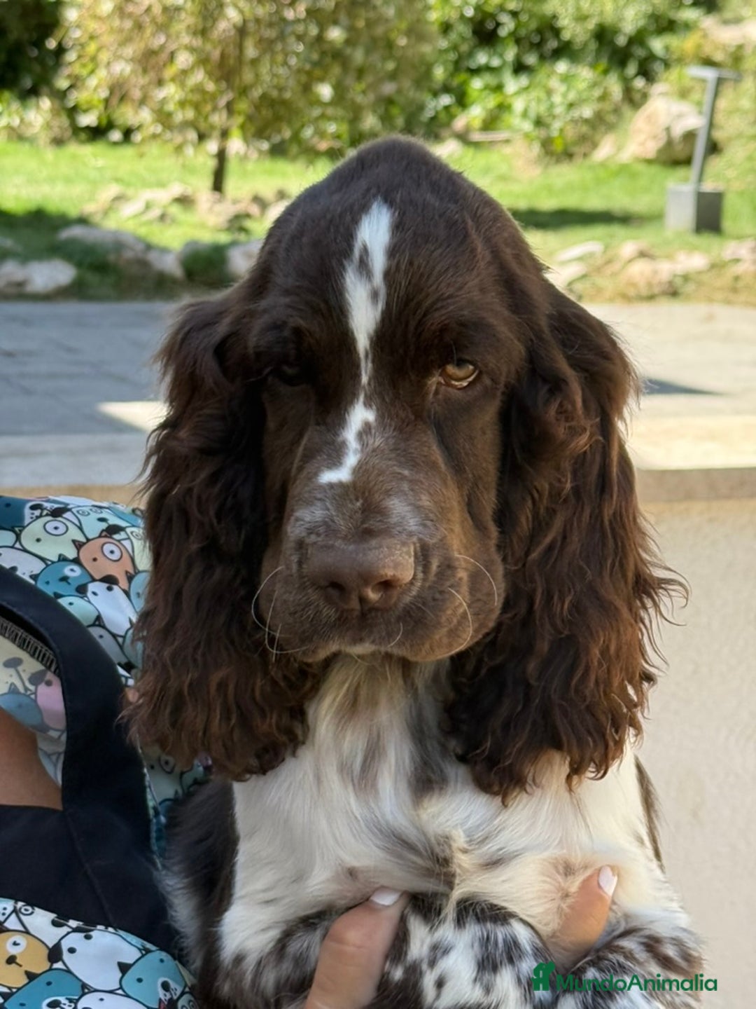 English Springer Spaniel perros en venta: Cachorros Springer Spaniel Inglés bco/hígado. - Imagen 5