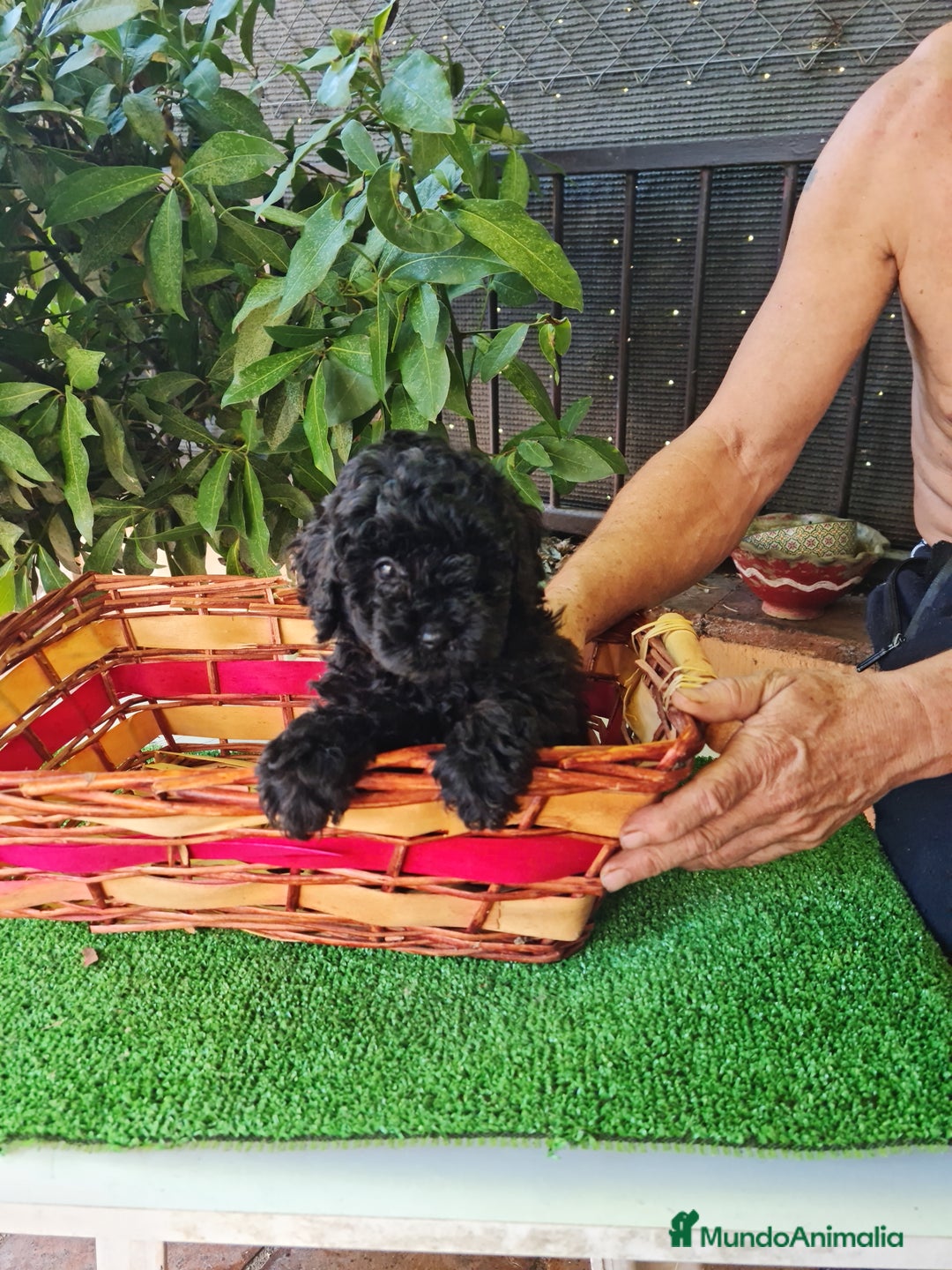 Caniche Toy perros en venta: Caniche - Imagen 9