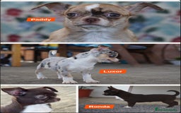 Chihuahua perros en venta: 🌟🐾 Merlés y chocolate ¡Irresistibles! - Imagen 1