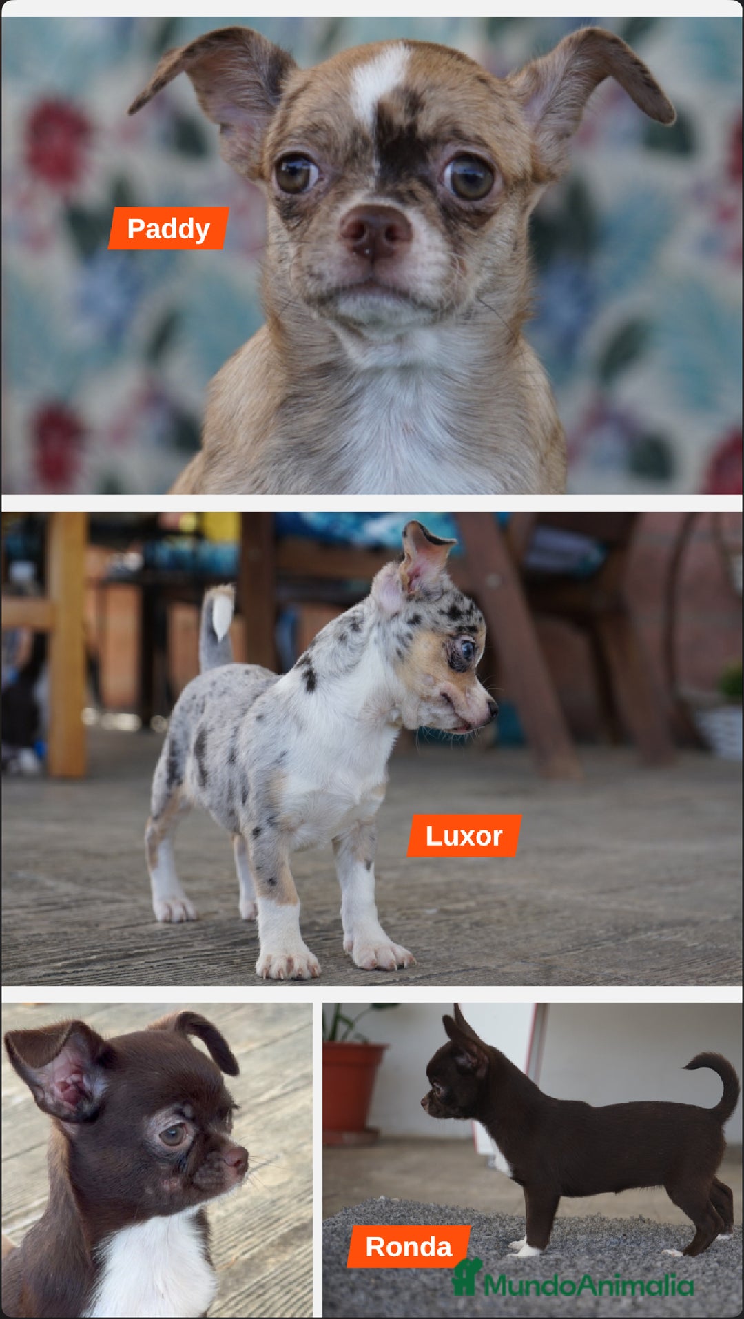 Chihuahua perros en venta: 🌟🐾 Merlés y chocolate ¡Irresistibles! - Imagen 1