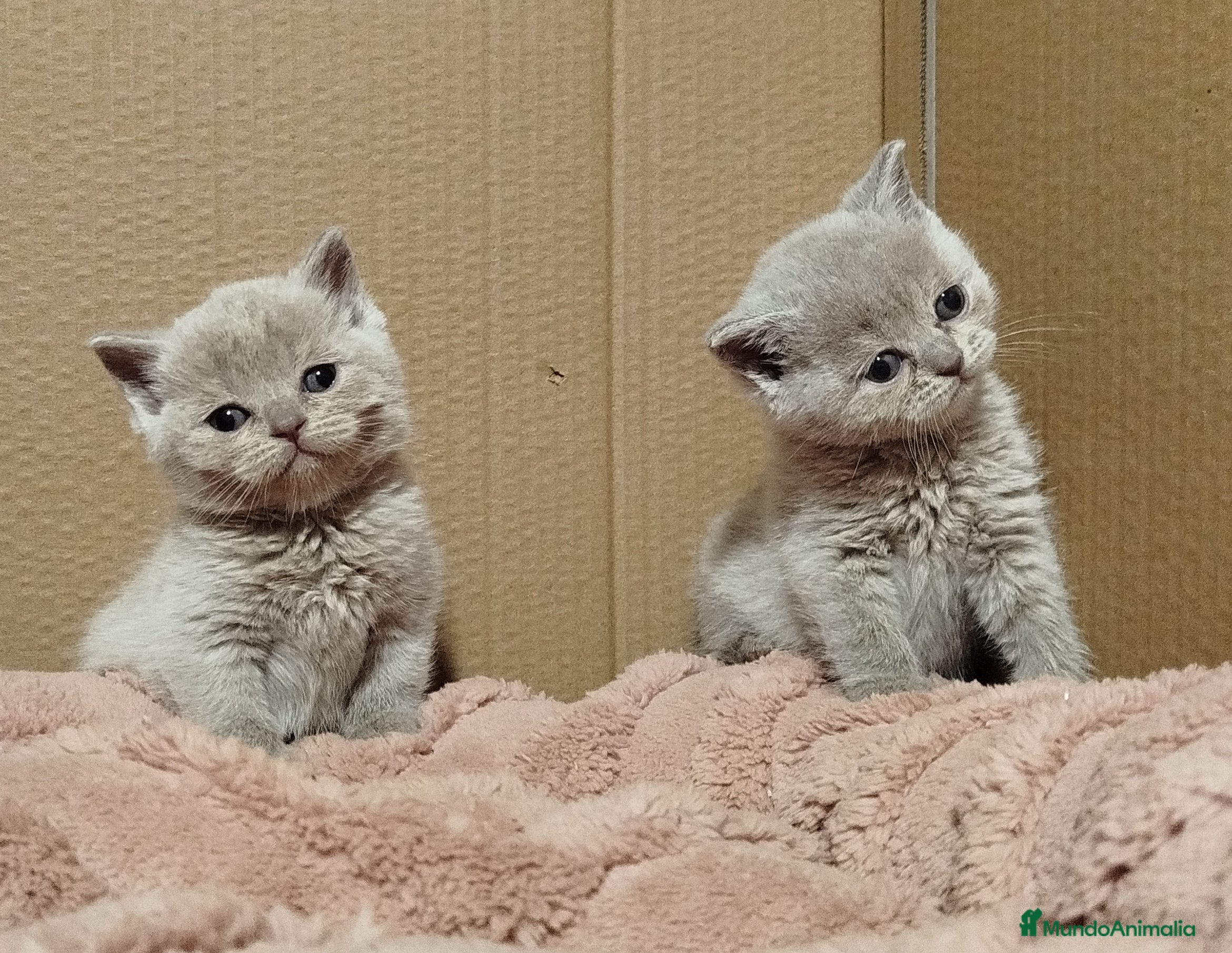Británico de Pelo Corto Azul gatos British Shorthair  - Anuncio 3