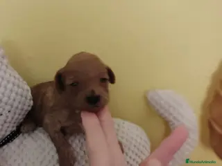 Caniche Toy perros Caniche tácita de te - Anuncio 18