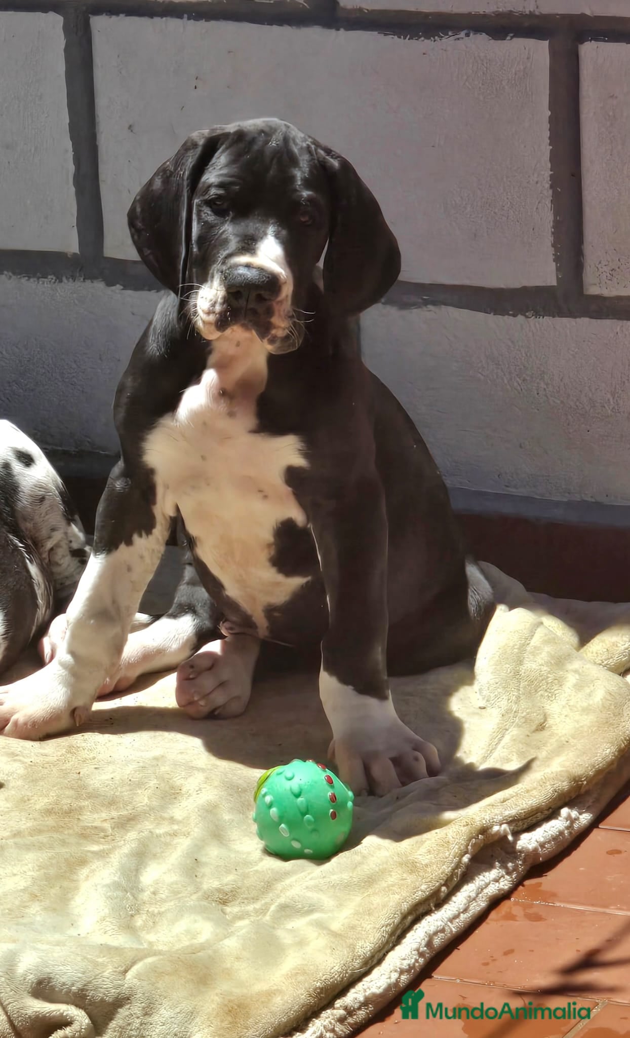 Dogo Alemán perros en venta: Dogo Aleman  - Anuncio 2
