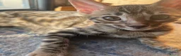 Bengalí gatos en venta: Hembra Bengalí Brown Spotted Tabby - Anuncio 17