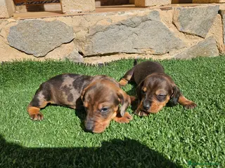 Teckel perros Espectaculares cachorritos de teckel - Anuncio 1