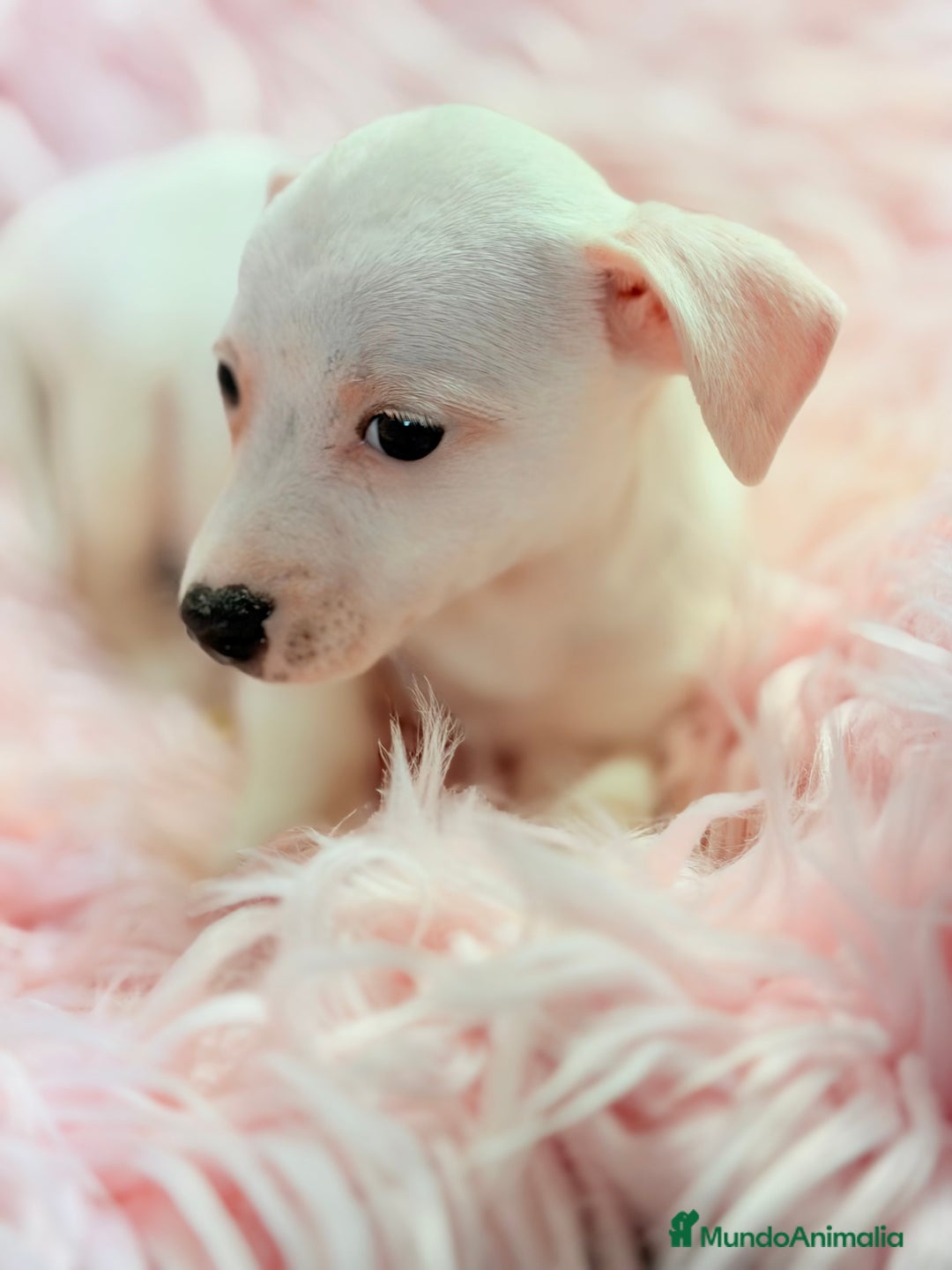 Jack Russell Terrier perros en venta: Jack Russell hembra  - Anuncio 5