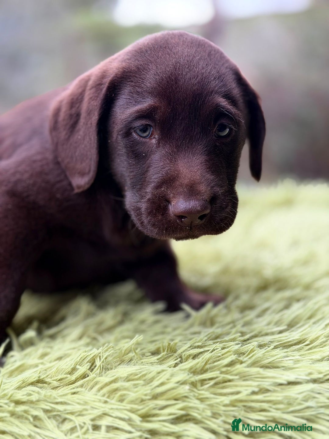 Labrador Retriever perros en venta: LABRADOR CHOCOLATE DISPONIBLES - Anuncio 4