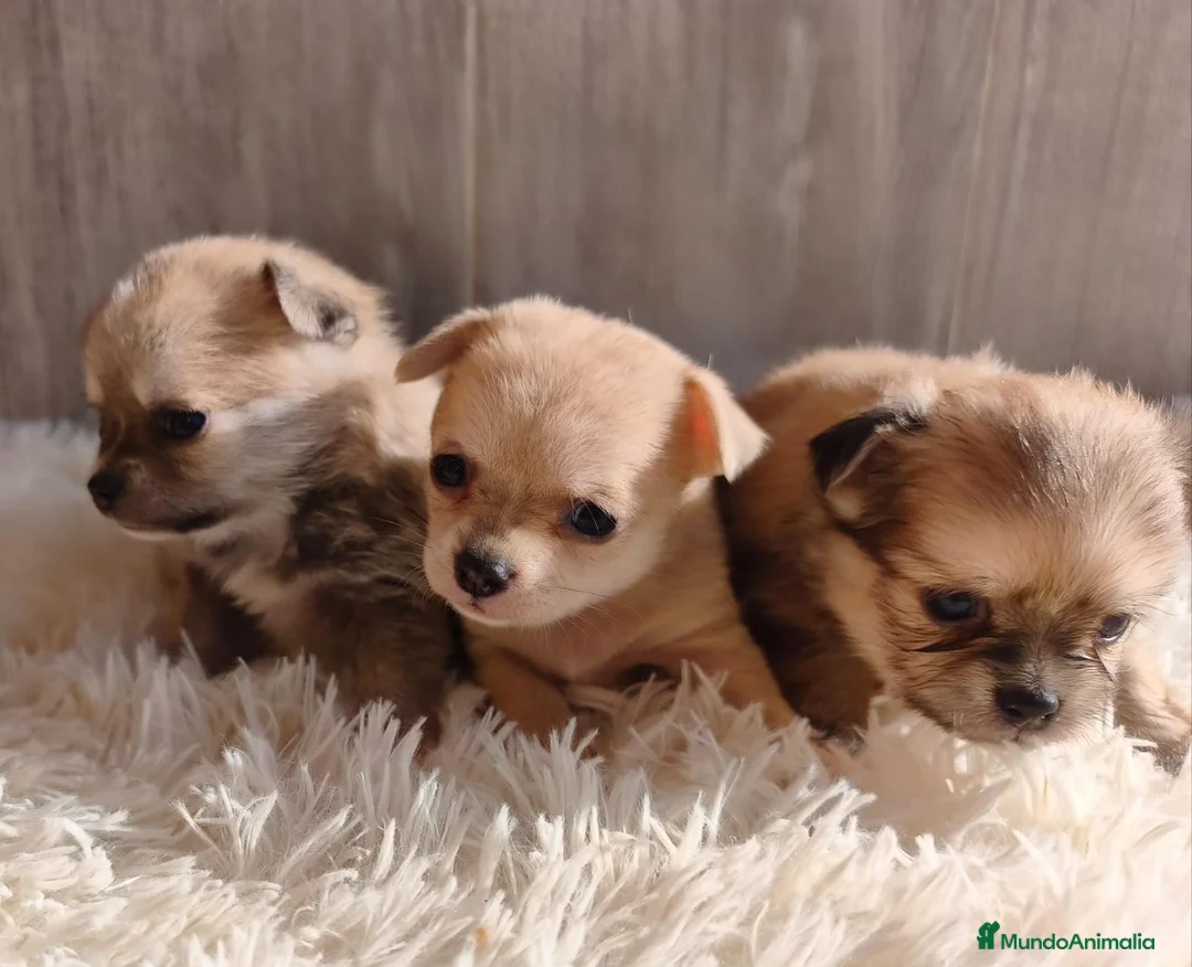 Chihuahua perros en venta: CHIHUAHUA - Anuncio 1