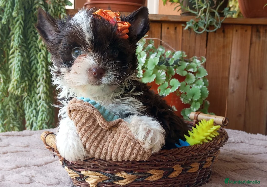 Yorkshire Terrier perros en venta: Cachorro Yorkshire Exótico ojos verdes - Anuncio 2