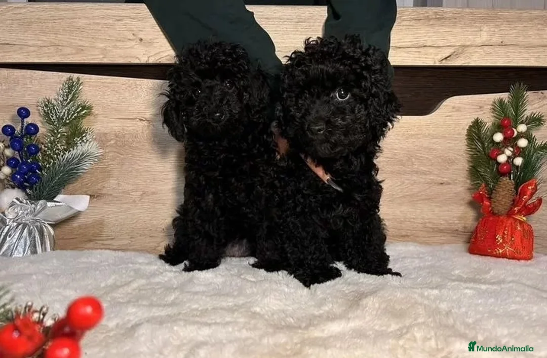 Caniche Toy perros en venta: Cachorros caniche toy - Anuncio 2