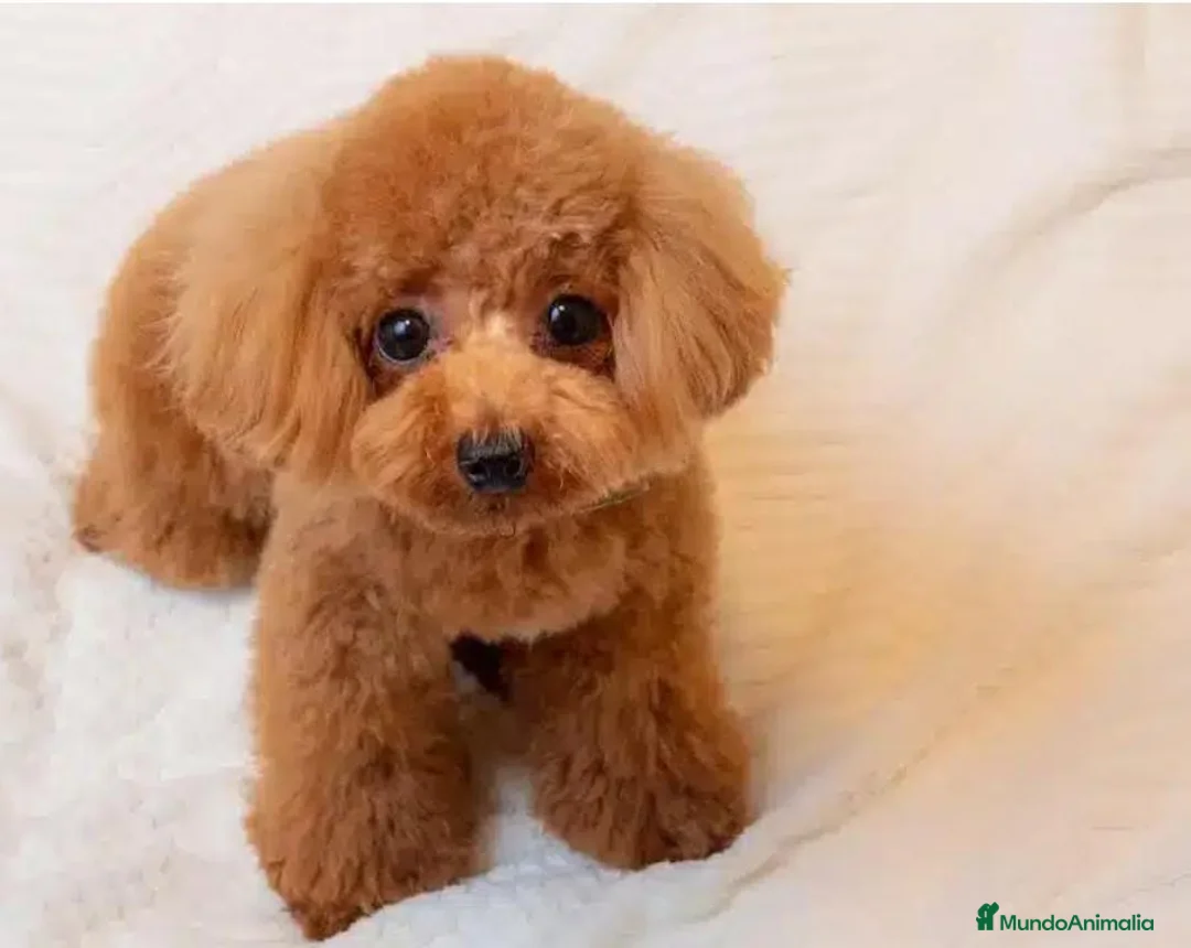 Caniche Enano perros en venta: Caniche apricord en Badajoz - Anuncio 3