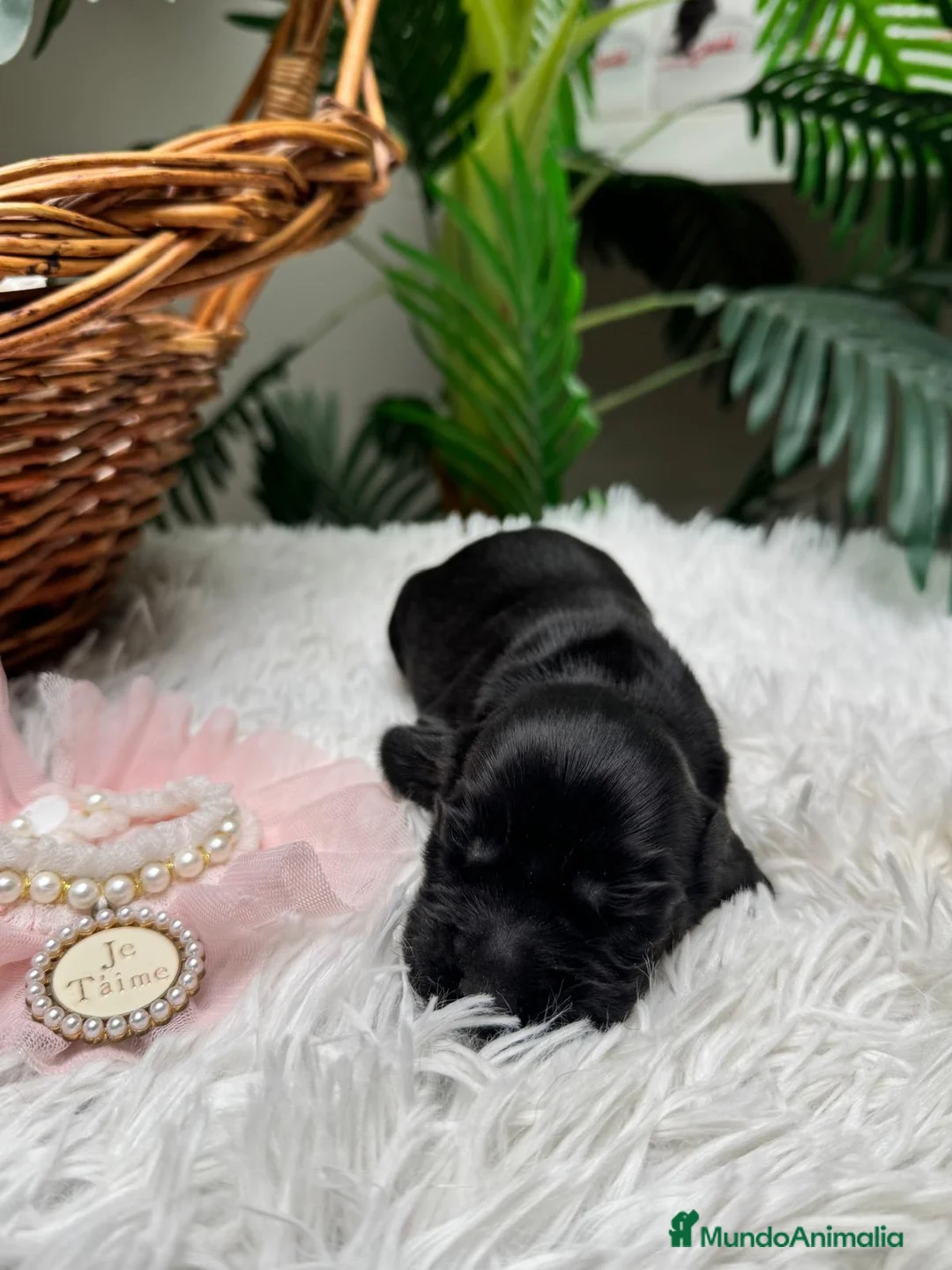 Cocker Spaniel Inglés perros en venta: COCKER SPANIEL INGLES - Anuncio 16