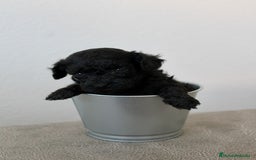 Caniche Toy perros en venta: Caniche toy - Imagen 6