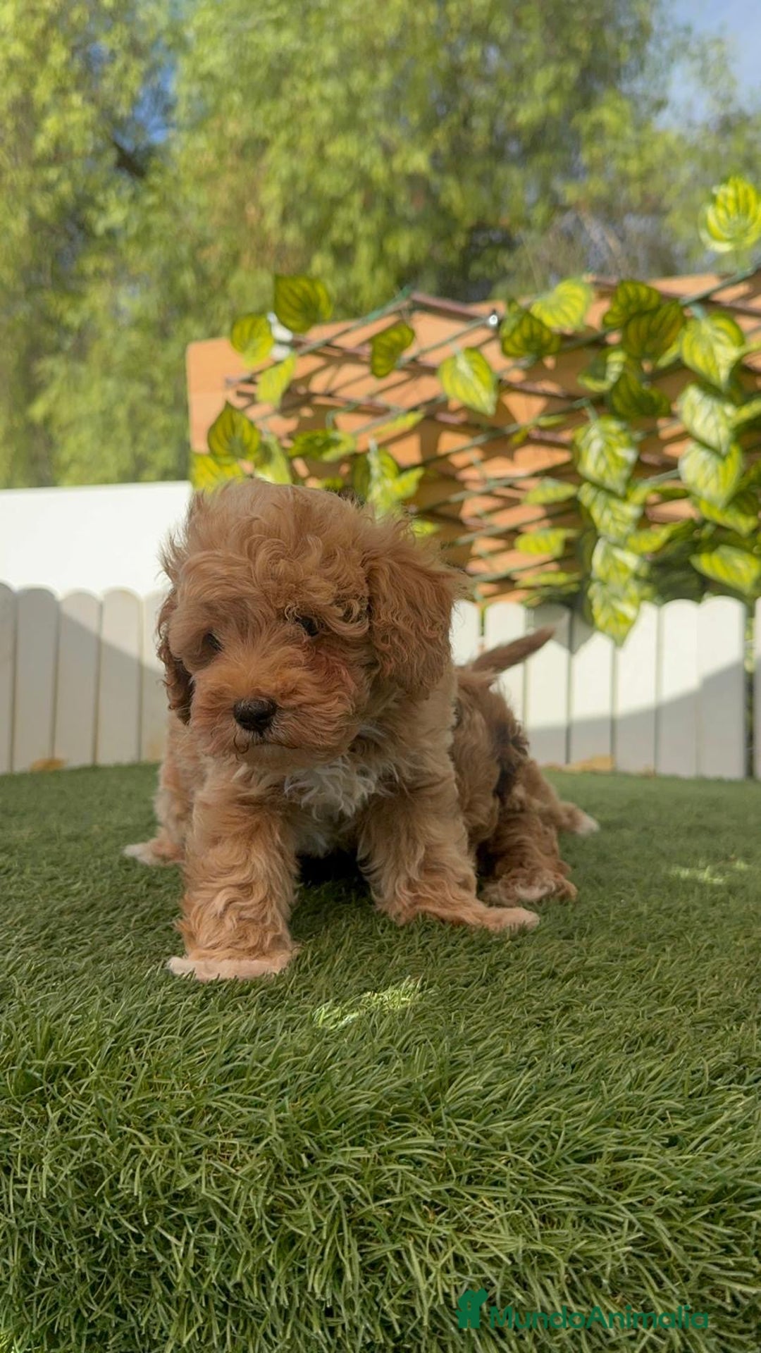 Caniche Toy perros en venta: CANICHE TOY MACHOS - Imagen 8