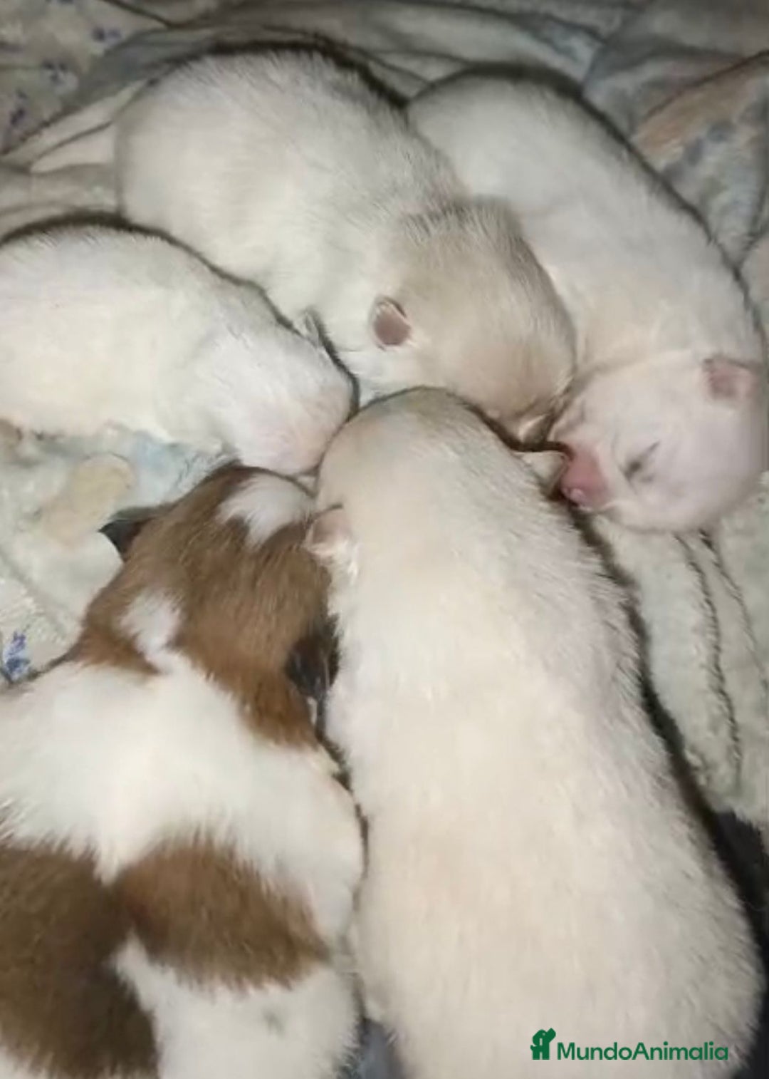 Pomerania perros en venta: Lulu pomerania toy  - Anuncio 2