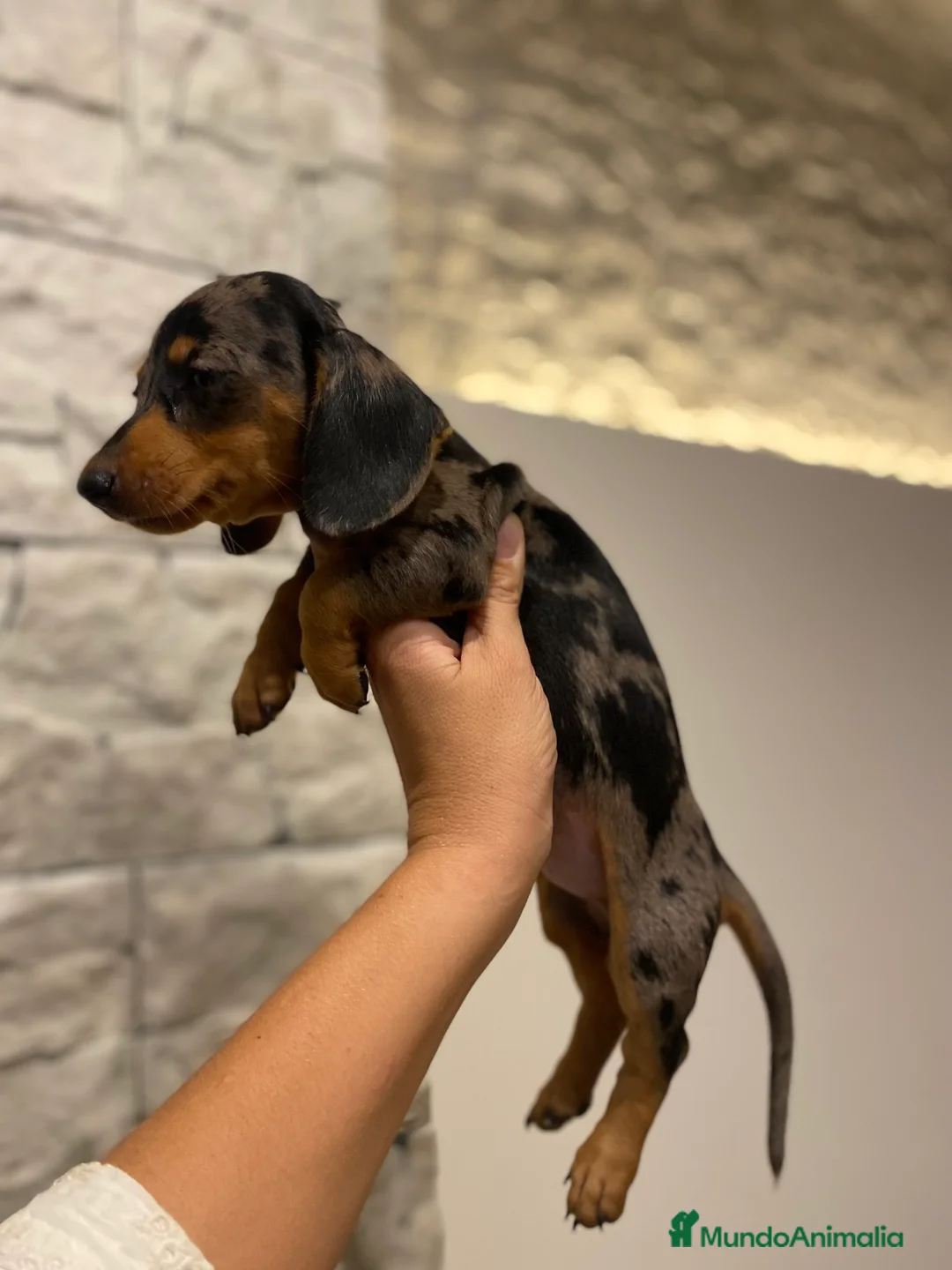 Teckel perros en venta: Magníficos Teckel miniatura 601144783 en Valencia - Anuncio 13