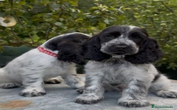 Cocker Spaniel Inglés perros en venta: Excelentes cachorros cocker ingles - Imagen 2