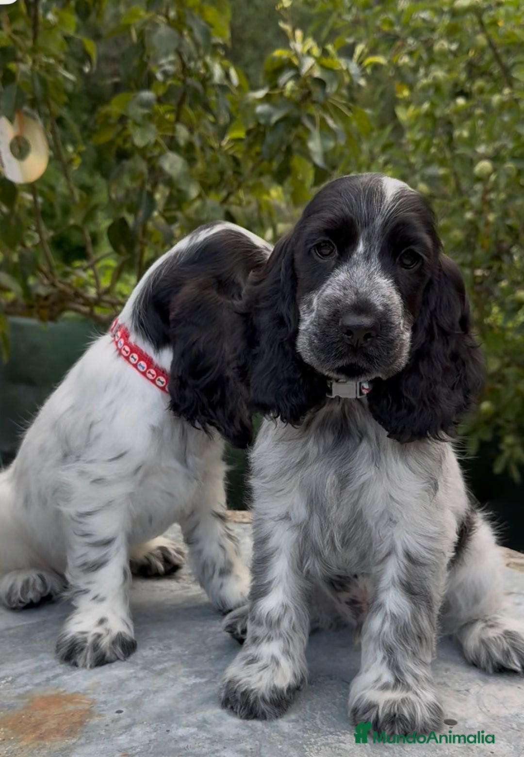 Cocker Spaniel Inglés perros en venta: Excelentes cachorros cocker ingles - Imagen 2