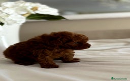 Caniche Toy perros en venta: Exclusiva hembra Tea cup, roja intensa  - Imagen 2