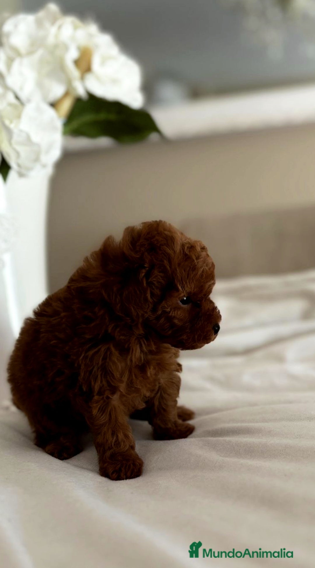 Caniche Toy perros en venta: Exclusiva hembra Tea cup, roja intensa  - Imagen 2
