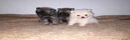 Pomerania perros en venta: Pomeranias de Lulú en Badajoz - Anuncio 1