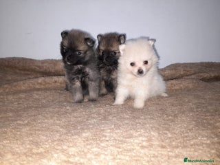 Pomerania perros en Badajoz - Anuncio 25