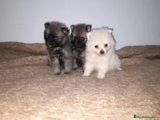 Pomerania perros Pomeranias de Lulú en Badajoz - Anuncio 6
