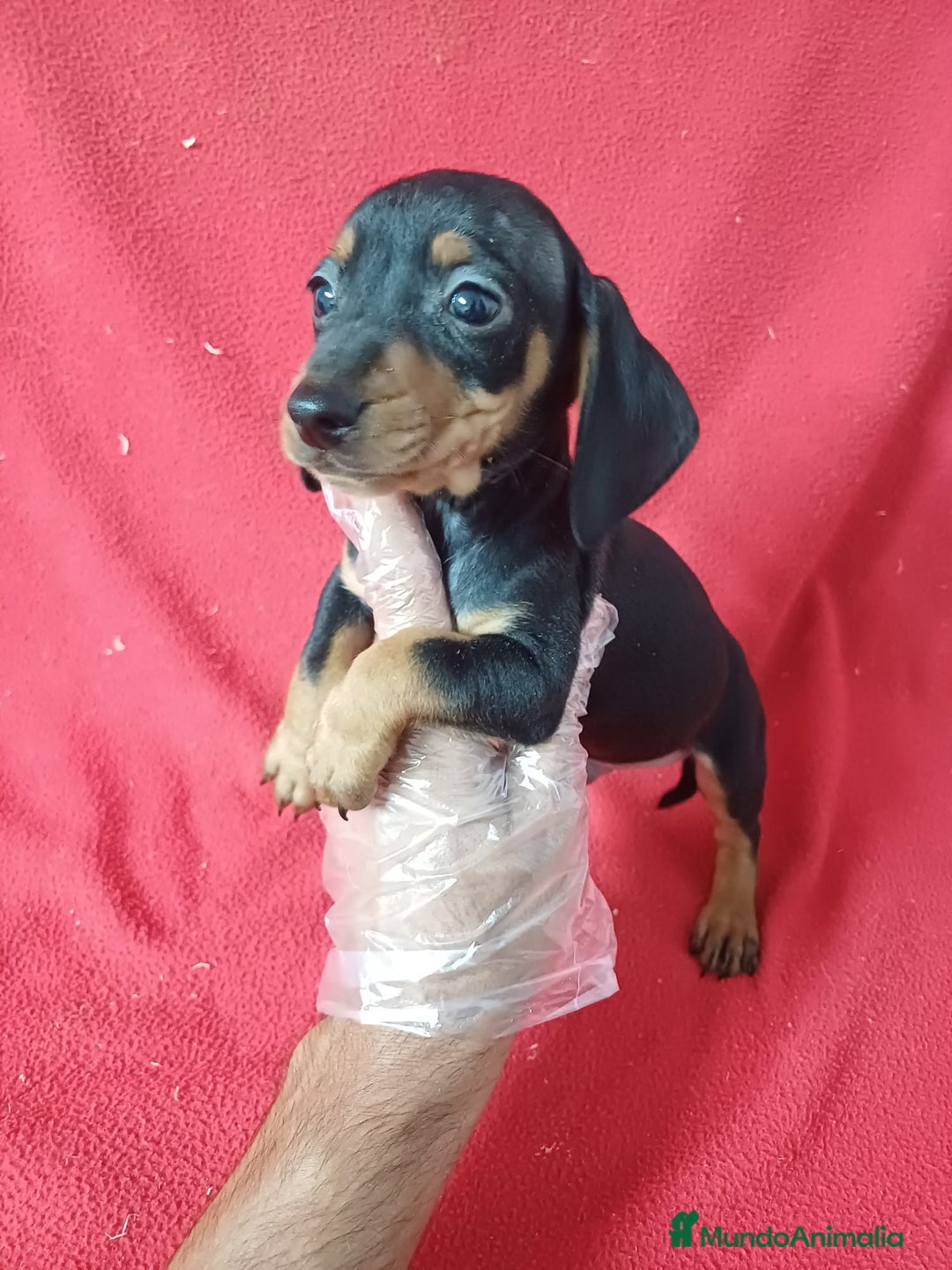 Teckel Miniatura perros en venta: Teckel Miniatura Negro y Fuego  - Anuncio 1