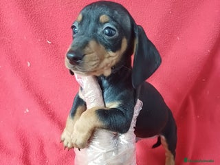 Teckel Miniatura perros Teckel Miniatura Negro y Fuego - Anuncio 1