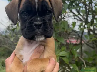 Boxer perros Precioso Macho BOXER - Anuncio 2