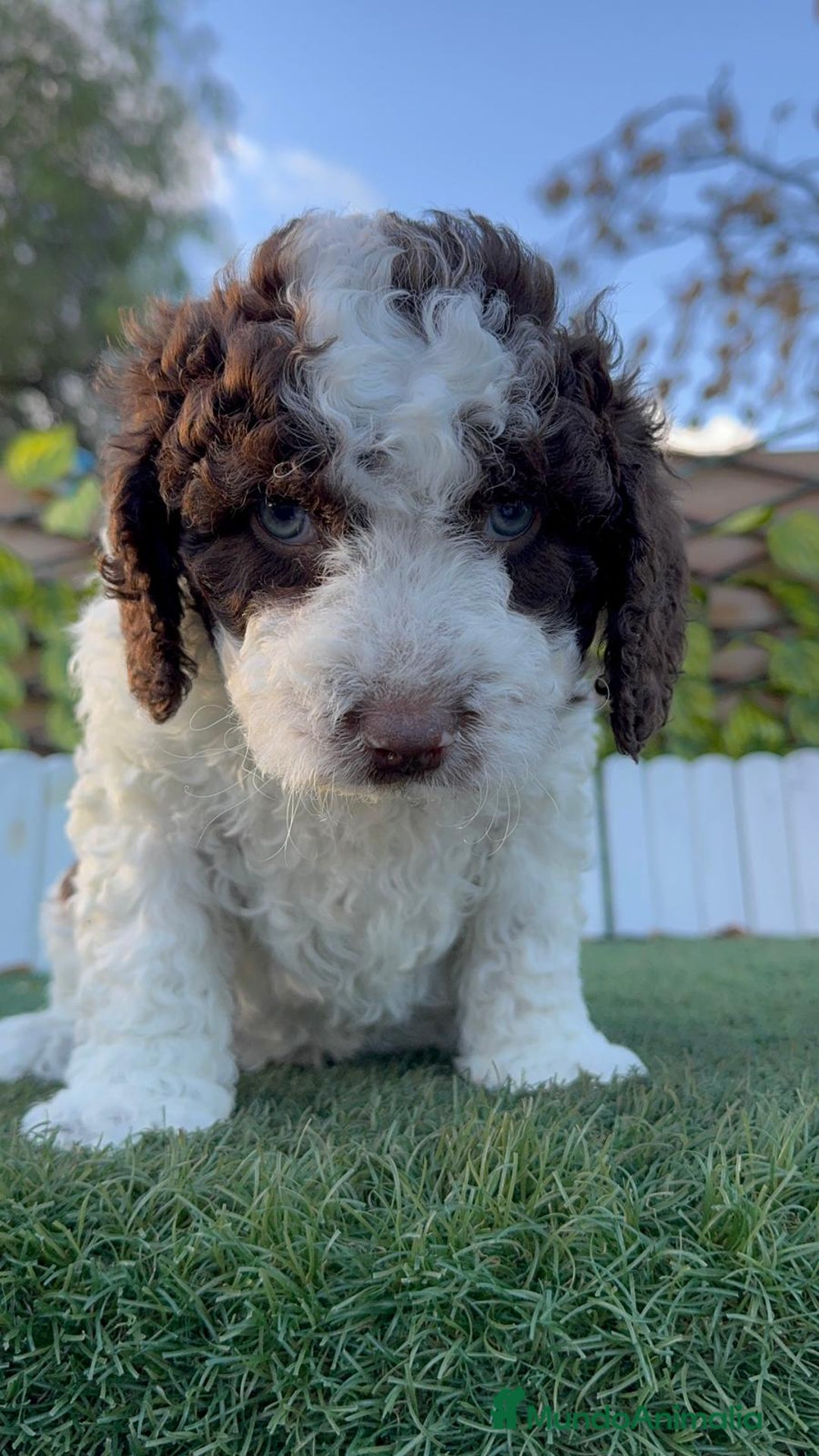 Perro de Agua Español perros en venta: PERRO DE AGUA ESPAÑOL - Anuncio 6