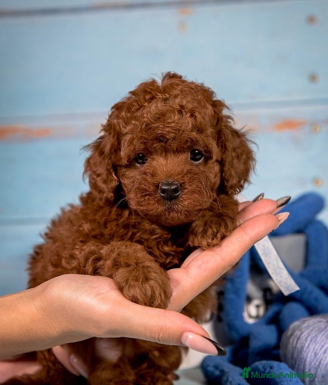 Caniche Toy perros en venta: Pequeños caniche tacita de té ☕️  - Imagen 1