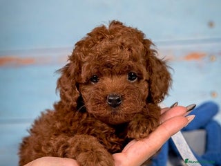 Caniche Toy perros - Anuncio 29