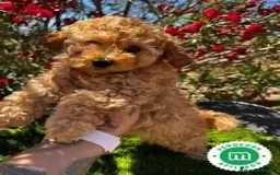 Caniche Toy perros en venta: CACHORRO CANICHE 3 MESES, PRECIO ESPECIAL  - Imagen 1
