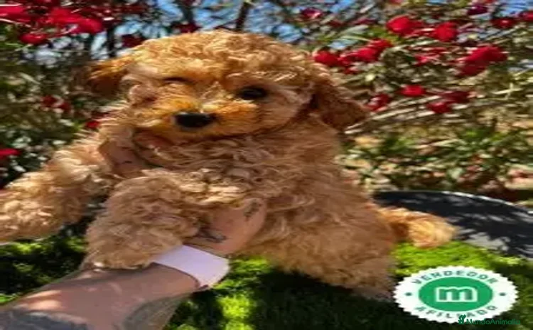 Caniche Toy perros - Anuncio 1