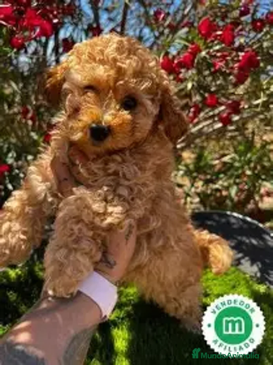 Caniche Toy perros en venta: CACHORRO CANICHE 3 MESES, PRECIO ESPECIAL  - Imagen 1