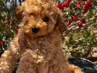Caniche Toy perros - Anuncio 33