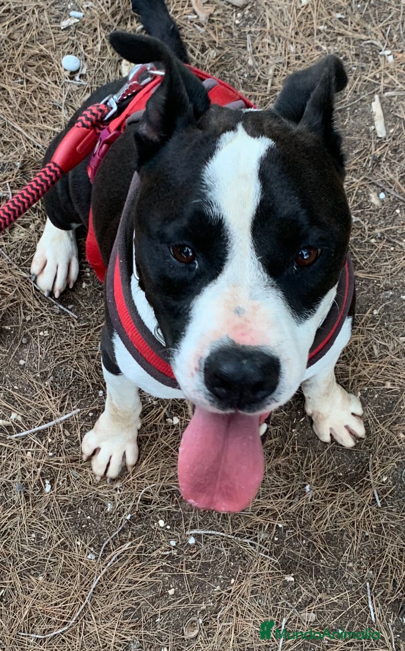 American Staffordshire-Terrier perros GULLIVER ❤️ en Adopción  - Anuncio 2