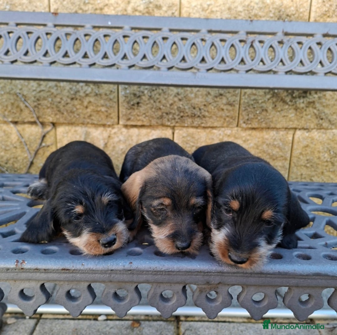 Teckel perros en venta: Teckel Standard Pelo Duro - Anuncio 1