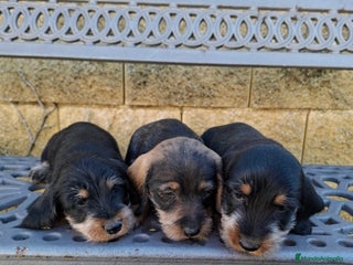 Teckel perros Teckel Standard Pelo Duro - Anuncio 1