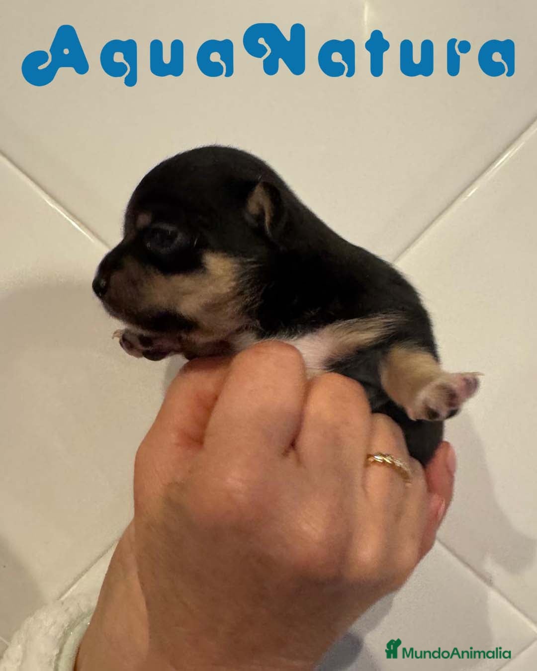 Chihuahua perros Chihuahua Hembra de Clarita y Choc AQUANATURA - Anuncio 1