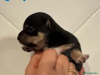 Chihuahua perros Chihuahua Hembra de Clarita y Choc AQUANATURA - Anuncio 1
